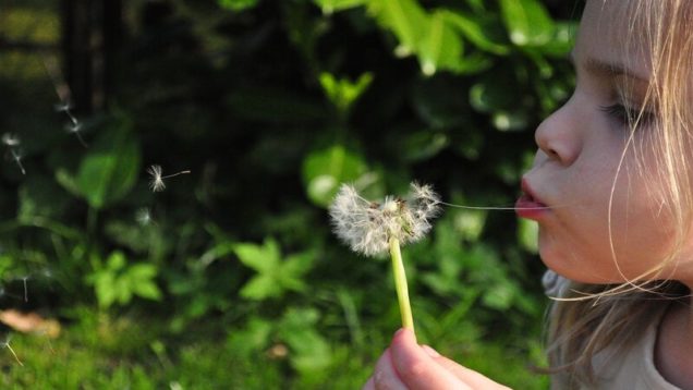 rsz_blowball-384598_1280