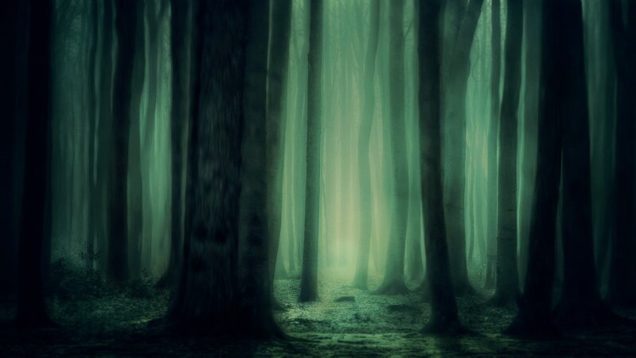 rsz_forest-3877365_1280