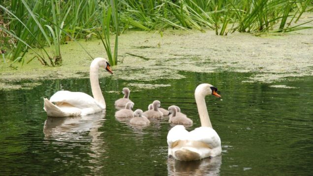 rsz_swan-1463678_1920