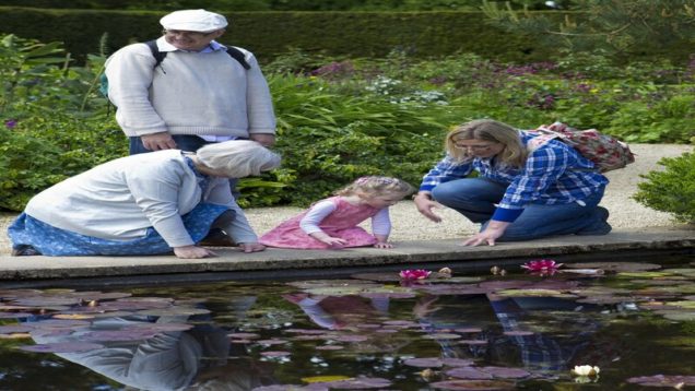 rsz_lilly-pond-805207_1920