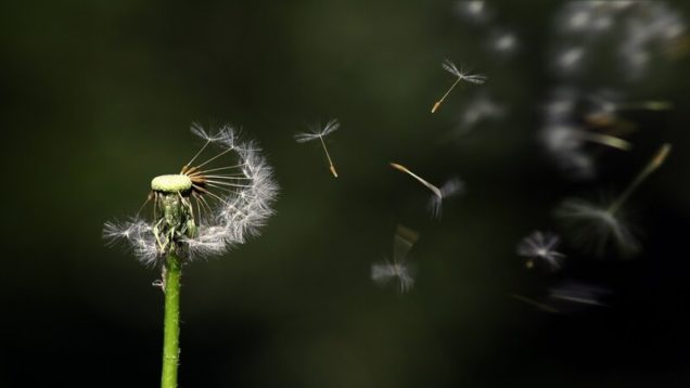 rsz_1dandelion-g16e1817f4_1280