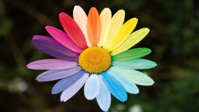 rsz_marguerite-gfdf351083_1280