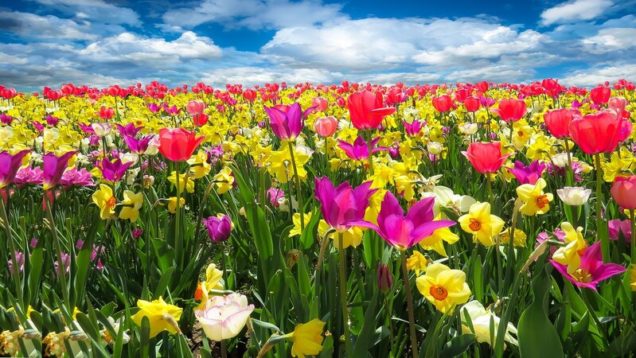 rsz_tulips-g80d8157e3_1920
