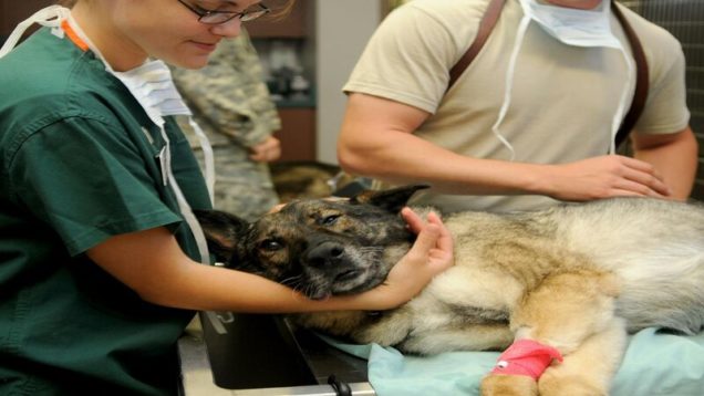 rsz_1veterinary-g0ab48a985_1280