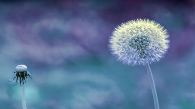rsz_1dandelion-gcad4efd30_1920