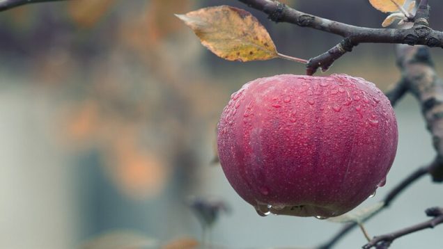 rsz_1apple-ge8b770a32_1280