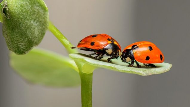 rsz_ladybugs-ge8a402d93_1280