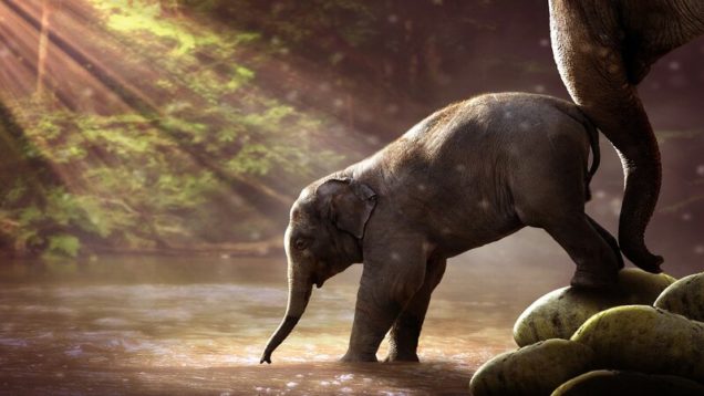 rsz_elephant-2380009_1280