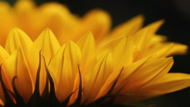 rsz_sunflower-5395120_1280