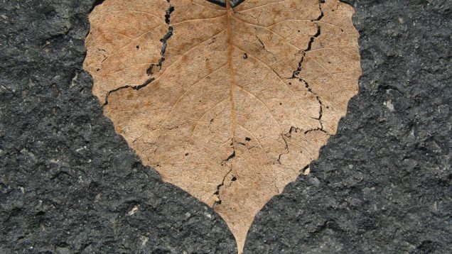 heart-742712_1280