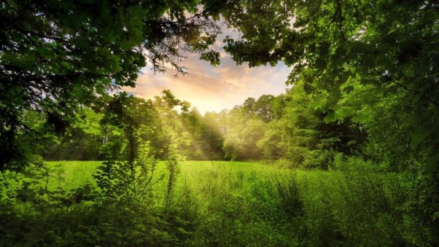 rsz_glade-5362793_1280