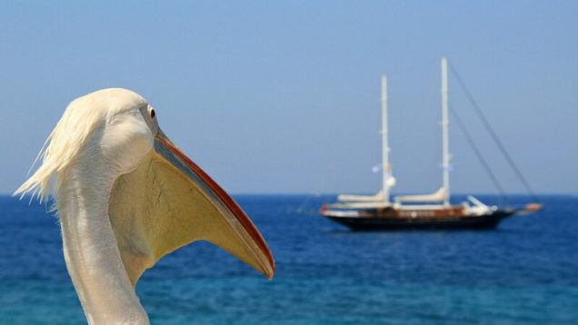 rsz_pelican-4260045_1280